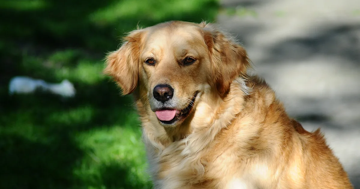 Michigan Dog Bite Law: When the Owner Is Liable